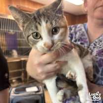 Thumbnail photo of Tomato #2