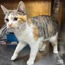 Thumbnail photo of Tomato #3