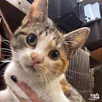 Thumbnail photo of Tomato #4