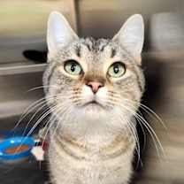 Thumbnail photo of Gemma #1