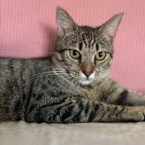 Thumbnail photo of Yakko #1