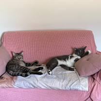 Thumbnail photo of Yakko #2