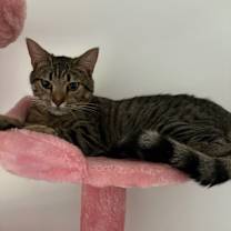 Thumbnail photo of Yakko #3