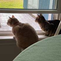 Thumbnail photo of Yakko #4