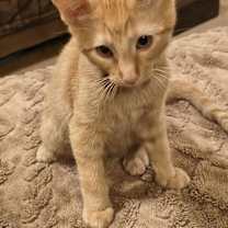 Thumbnail photo of Frito #2