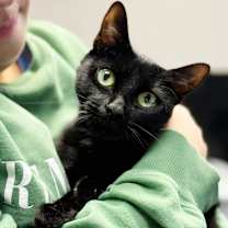 Thumbnail photo of Persephone #2