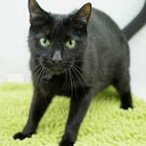 Thumbnail photo of Persephone #3