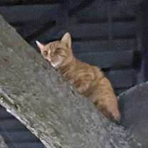 Thumbnail photo of Koch (at Smitten Kitten) #2