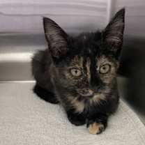 Thumbnail photo of Talia #2