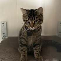 Thumbnail photo of Dexter #3