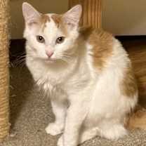 Thumbnail photo of Han #2