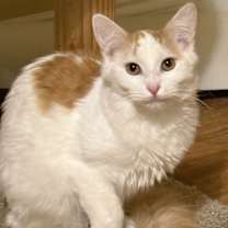 Thumbnail photo of Han #3