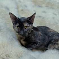 Thumbnail photo of Leia #2