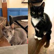 Thumbnail photo of Great White Shark & Thresher Shark #1