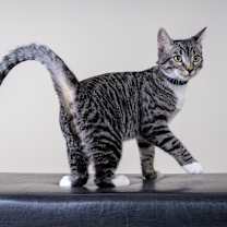 Thumbnail photo of Freddy #2