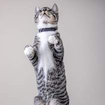 Thumbnail photo of Freddy #3