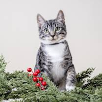 Thumbnail photo of Freddy #4