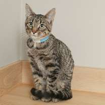 Thumbnail photo of Trees C66285 #2