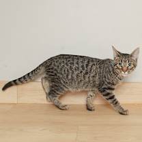 Thumbnail photo of Trees C66285 #3