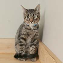 Thumbnail photo of Trees C66285 #4