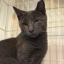 Thumbnail photo of Greyson #4