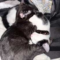 Thumbnail photo of Batman #4