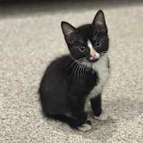 Thumbnail photo of Cheesecake #1