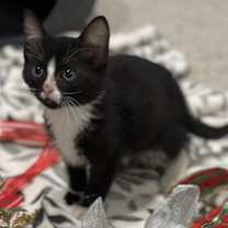 Thumbnail photo of Cheesecake #2