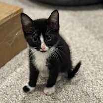 Thumbnail photo of Cheesecake #3