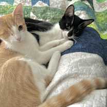 Thumbnail photo of Jack and Sammy #1