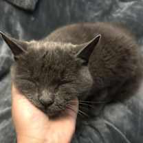 Thumbnail photo of Bean (bonded with Bamboo) #2