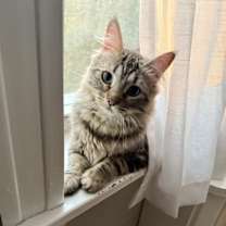 Thumbnail photo of Bleu & Tabitha #4