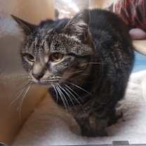 Thumbnail photo of Nessarose #3