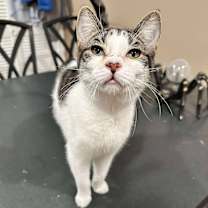 Thumbnail photo of Elphaba #2