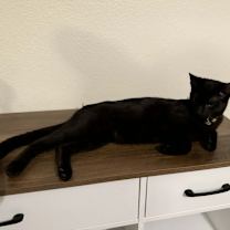 Thumbnail photo of Taz #3