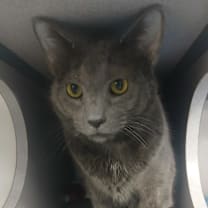 Thumbnail photo of Nino #2