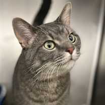 Thumbnail photo of Yoshi #1