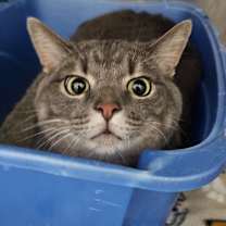 Thumbnail photo of Yoshi #2