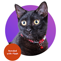 Thumbnail photo of Thor #1