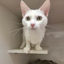 Thumbnail photo of Smeagol #2