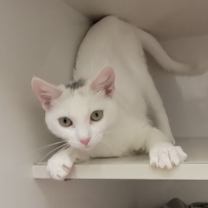 Thumbnail photo of Smeagol #3