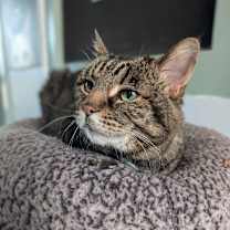 Thumbnail photo of Mischa #2