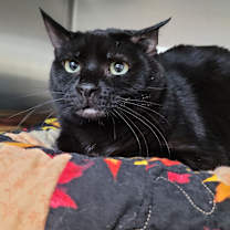 Thumbnail photo of Toothless #1