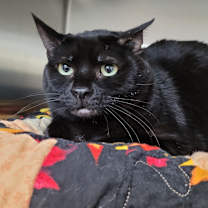 Thumbnail photo of Toothless #2