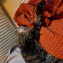 Thumbnail photo of Mischa #3