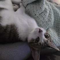 Thumbnail photo of Rayon #4