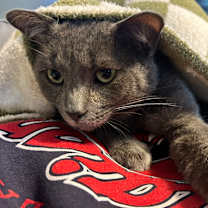 Thumbnail photo of Routey #3