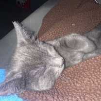 Thumbnail photo of Fluff #3