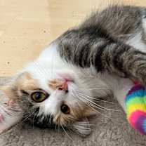 Thumbnail photo of LOLA #4