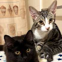 Thumbnail photo of LICORICE #3